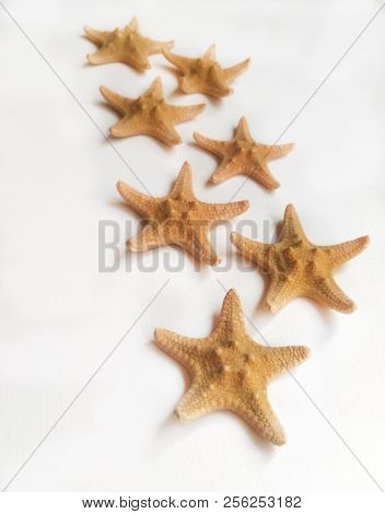 Yellow Starfish On White Background, Sea Photophone