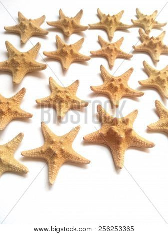 Yellow Starfish On White Background, Sea Photophone