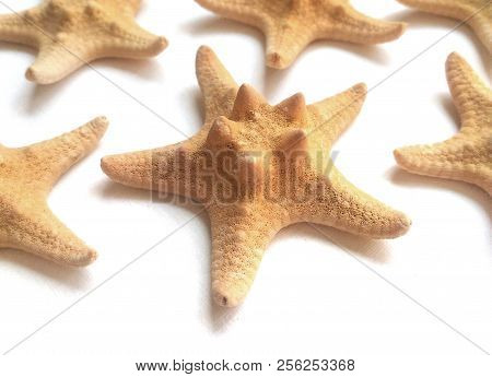 Yellow Starfish On White Background, Sea Photophone