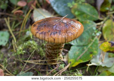 Cortinarius Mucosus, In The Forest, Pine Mushroom Cortinarius Mucosus