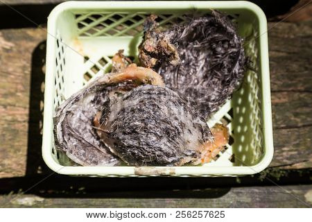 Freshly Harvested Unprocessed Swiflet Bird Nest, Ingredient For Nutritious Soup.