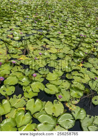 Natural Patterm The Pond With Lotus Leaves Waterlily Flowers