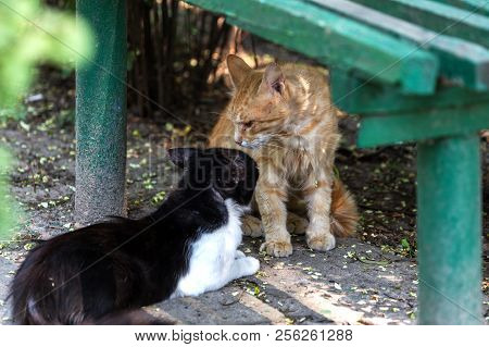 Group Homeless Cats Under The Wooden Bench Aggressively Behave During The Spring Period Of The Cat's