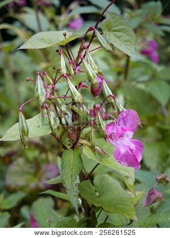 A Close Up Of Himalayan Balsam Flowers And Seedpods Growing In Wetland Near A River With Raindrops