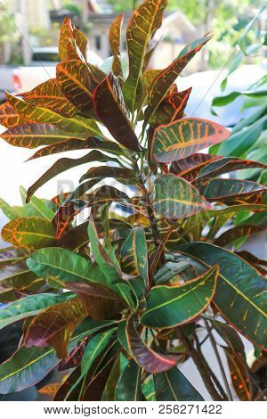 Codiaeum Variegatum Blume Or Garden Croton Plant