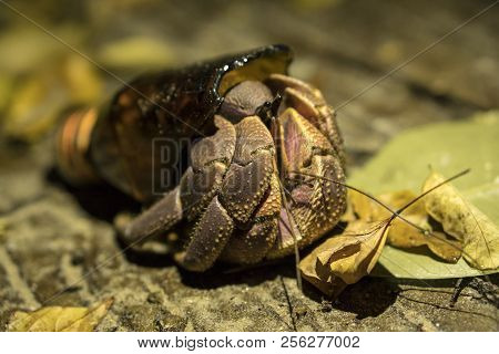 Big Hermit Crab Paguroidea Or Soldier-crab Found New Home In The Broken Glass Bottle. Ecology Issues