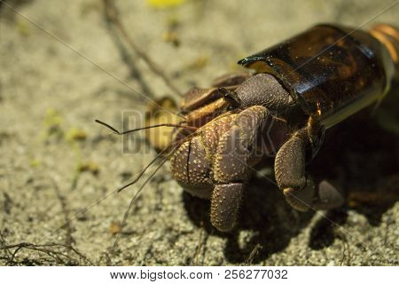 Big Hermit Crab Paguroidea Or Soldier-crab Found New Home In The Broken Glass Bottle. Ecology Issues