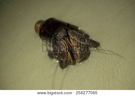 Big Hermit Crab Paguroidea Or Soldier-crab Found New Home In The Broken Glass Bottle. Ecology Issues
