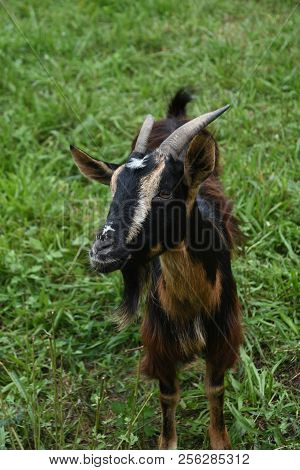 Summer Day With A Sweet Faced Billy Goat With Long Silky Fur.