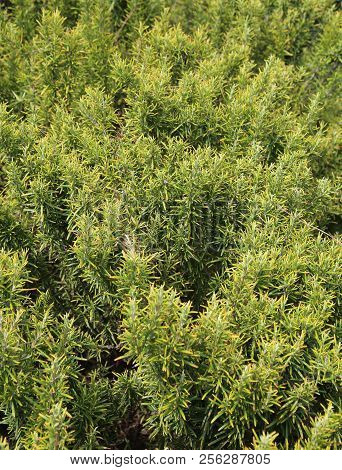 Green Rosemary Plants Typical Aromathic Herbs On Mediterranean Area