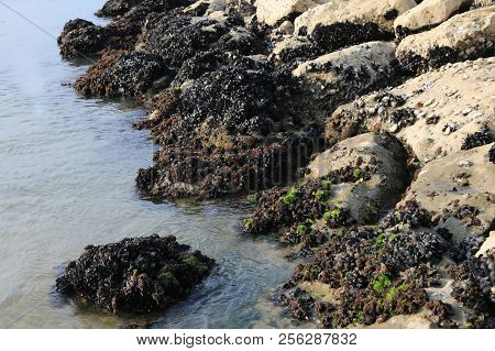 Many Mussels On The Rocks By The Sea