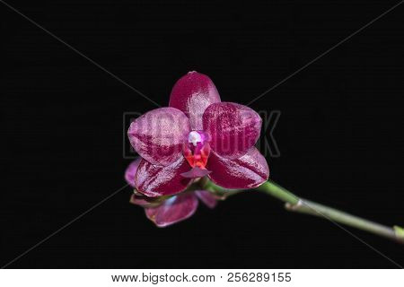 Phalaenopsis Orchid Sogo Relex Closeup On A Dark Background