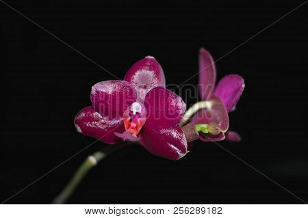 Phalaenopsis Orchid Sogo Relex Closeup On A Dark Background
