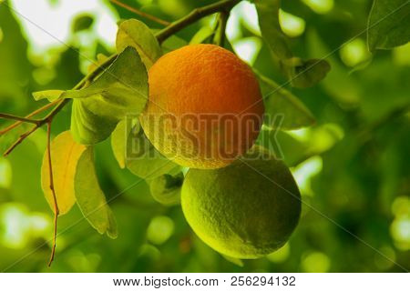 Two Oranges On The Tree, Green And Orange On The Bench, Outdoors, Close Up, Bright Green. Copy Space