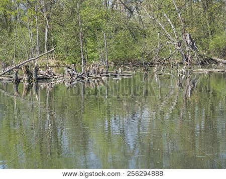 Water Surface Logs And Trees In Swamp Lake, Spring Marchland Water Landscape