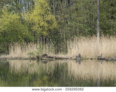 Water Surface Dry Grass And Trees In Swamp Lake, Spring Marchland Water Landscape