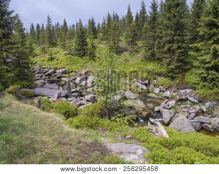 Spring Mountain Stream Bila Smeda With Stones And Boulders, Spruce Tree Forest
