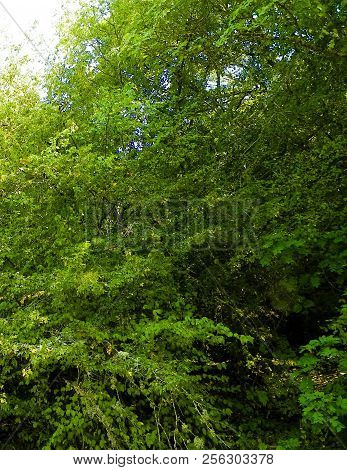 Nature Of Galicica National Park.