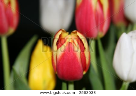 Tulipes W / profondeur