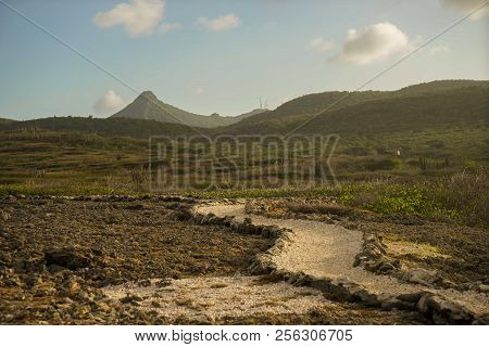 Road In Desert Terrain With Cacti And Small Shrubs At Sunset