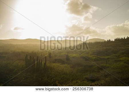 Desert Terrain With Cacti And Small Shrubs At Sunset