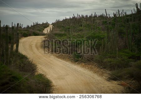 Road In Desert Terrain With Cacti And Small Shrubs At Sunset