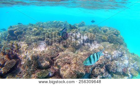 Fish-surgical Akantnuridae, Seabreams And Swim Around A Bright Colored Coral Reef In The Red Sea In