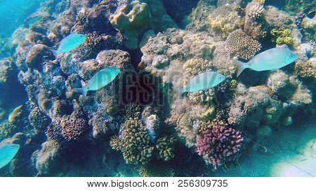 Fish-surgical Akantnuridae, Seabreams And Swim Around A Bright Colored Coral Reef In The Red Sea In