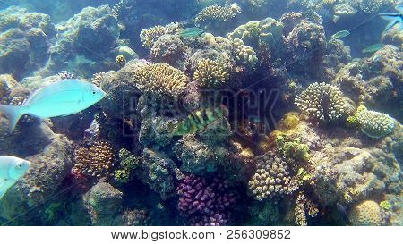 Fish-surgical Akantnuridae, Seabreams And Swim Around A Bright Colored Coral Reef In The Red Sea In