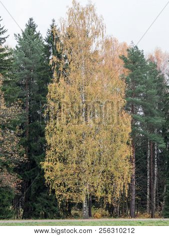 Landscape Autumn. Glade With Yellow Grass And Leaves On The Background Of Autumn Birch Trees