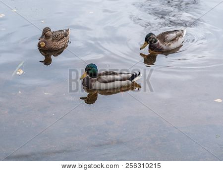 Three Ducks Swimming Along The Lake. Wild Nature