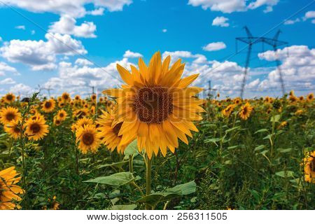 Sunflower Summer Flower Close-up, Against A Background Of Clouds. Agroculture, Harvest.
