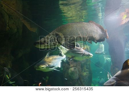 Arapaima (arapaima Gigas), Also Known As The Pirarucu In Their Habitat