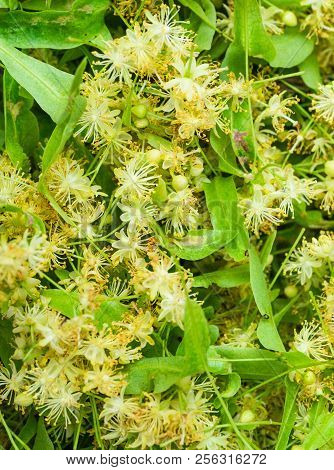 Flowers Blossoming Tree Linden Wood, Used For The Preparation Of Healing Tea, Natural Background, Sp