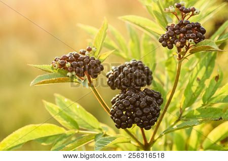 Clusters Fruit Black Elderberry In Garden In Sun Light (sambucus Nigra). Common Names: Elder, Black 