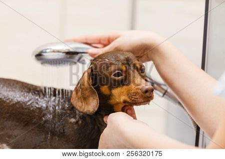 Woman Showering Her Dog