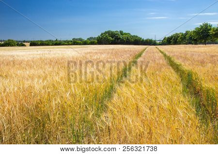 Fields And Meadows Of The Northern Sjelland, Denmark