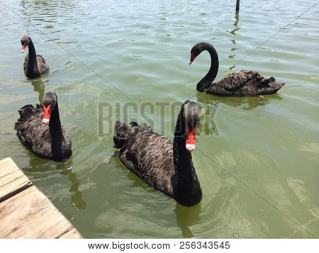 A Photo Of A Black Swan Photographed By The Lake In Xiamen, China, A Free-spirited Black Swan Flutte