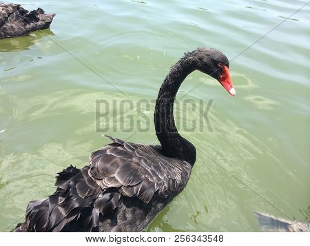 A Photo Of A Black Swan Photographed By The Lake In Xiamen, China, A Free-spirited Black Swan Flutte
