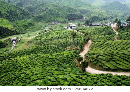 Herbata Plantation w Cameron Highlands, Malezja, Asia