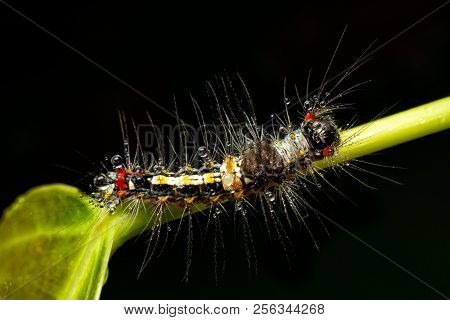 Top View And Close Up Of Beautiful And Colorful Spiky Hair Worm With Rain Drop In Forest
 After The 