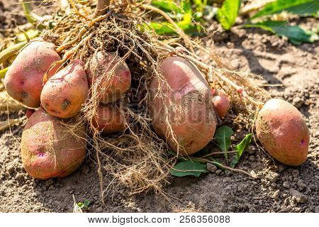 Potato Tuber After Harvesting, Zhuravinka Variety Close