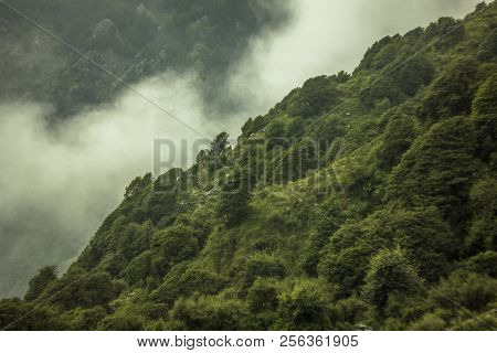Forest On The Hill And Foggy With Wind
