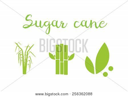 Sugar And Sugar Cane Labels. Sugar Cane Vector Illustration