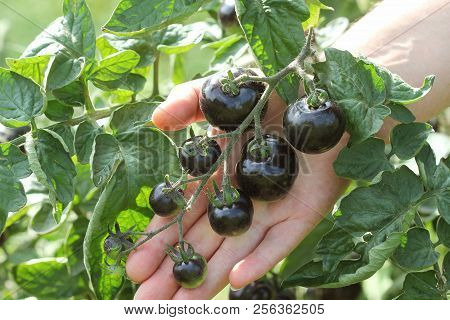 Black Tomatoes On A Branch In The Garden. Indigo Rose Tomato