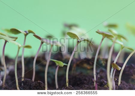 Small Green Basil Plants Growing In Ground Germinating From Seeds Springtime Summer Nature Process
