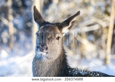 Graceful Adult Female Red Deer In Forest. European Wildlife Landscape With Deer Cervus Elaphus . Por