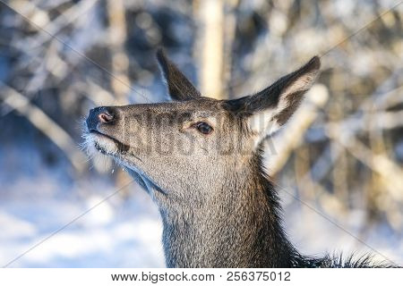 Graceful Adult Female Red Deer. European Wildlife Landscape With Deer Cervus Elaphus . Portrait Of L
