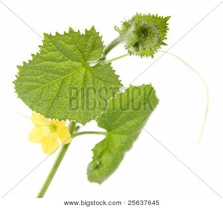 Grün sprießen Melone (Cucumis Melo)