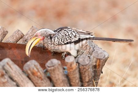 Southern Yellow-billed Hornbill (tockus Leucomelas)